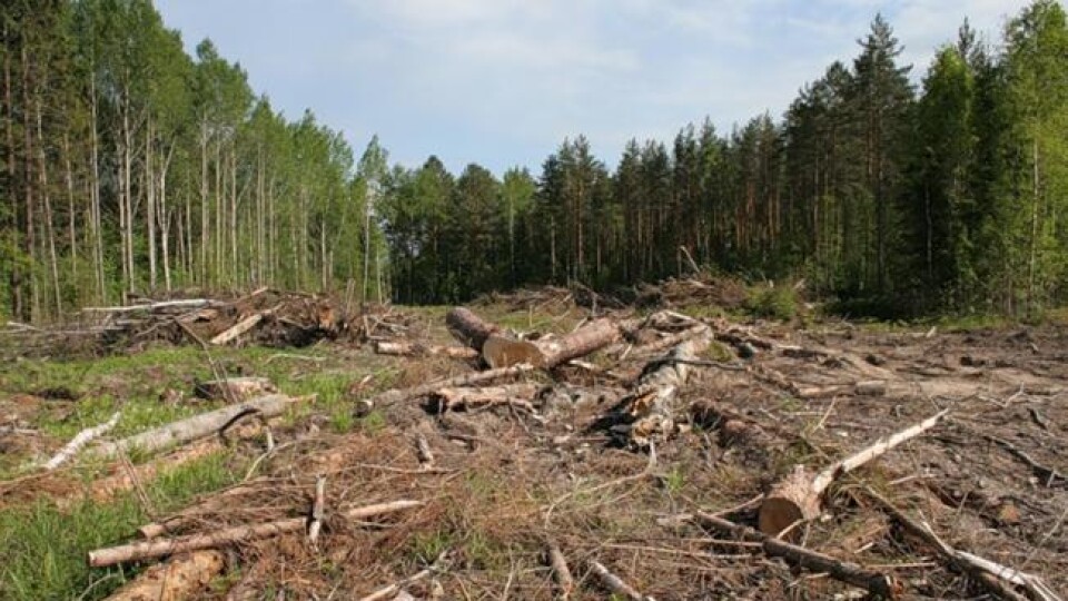 Деревина лежить і гниє, але вивозити - не можна. Лісівники розповіли про проблеми галузі