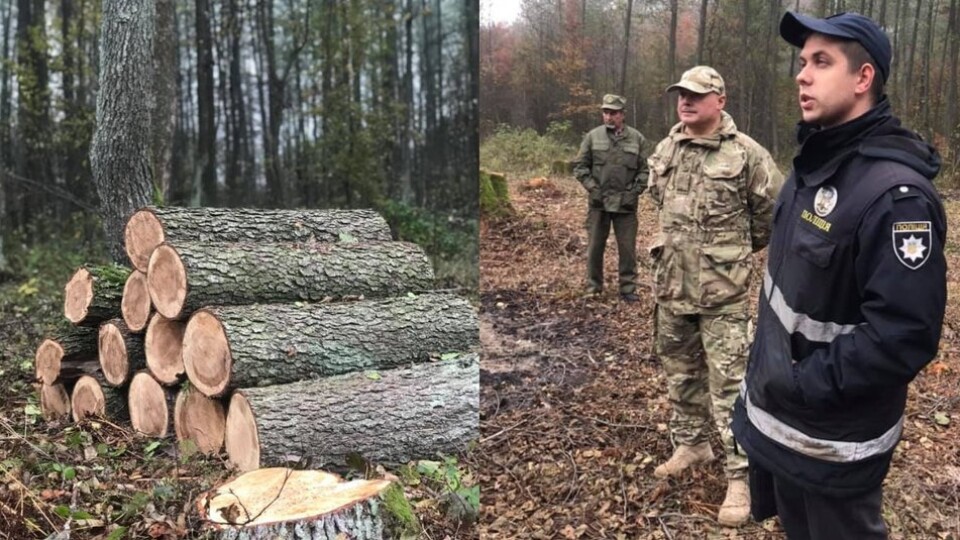 На Волині екологи перевіряють законність рубки дерев