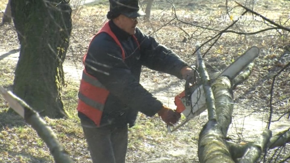 Повалені вітром дерева ріжуть на дрова і віддають бідним лучанам. ВІДЕО