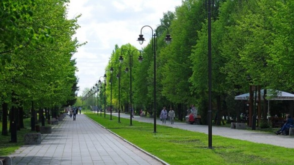 У Луцьку за 5 років хочуть висадити понад тисячу нових дерев