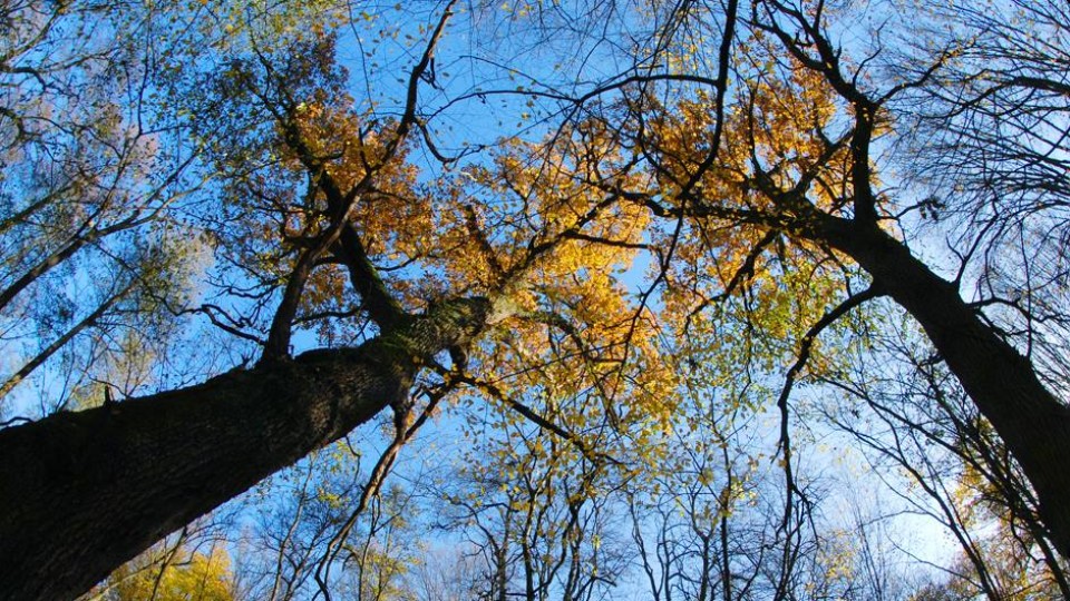 Останній день жовтня у волинському лісі. ФОТО