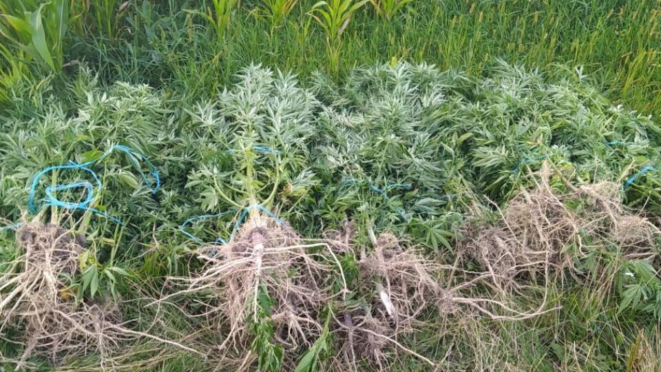 Волинянин вирощував коноплю на городі. ФОТО