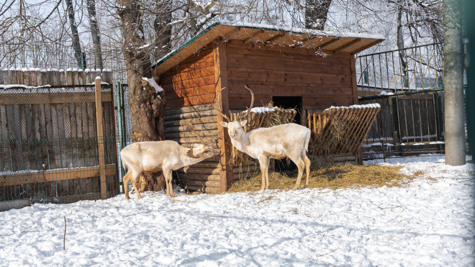 Парам – один квиток, тезкам Валентина – безоплатно. Луцький зоопарк кличе святкувати день закоханих