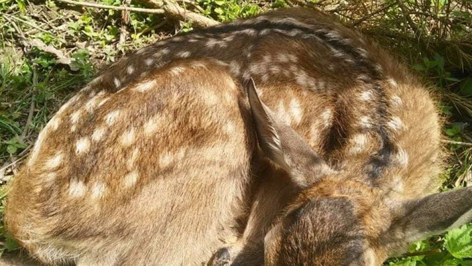 У волинському лісництві народилося оленя