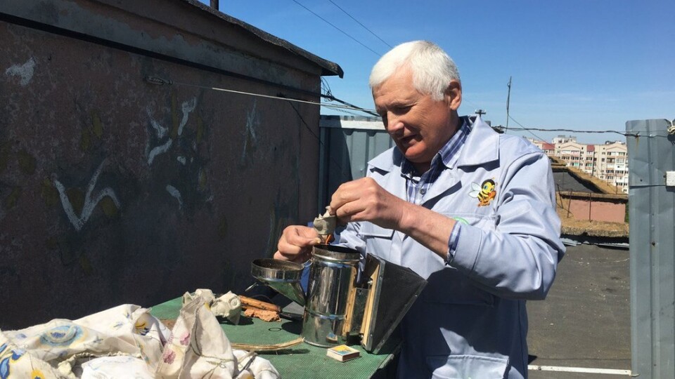 Вулики посеред міста. Лучанин розводить бджіл на даху багатоповерхівки