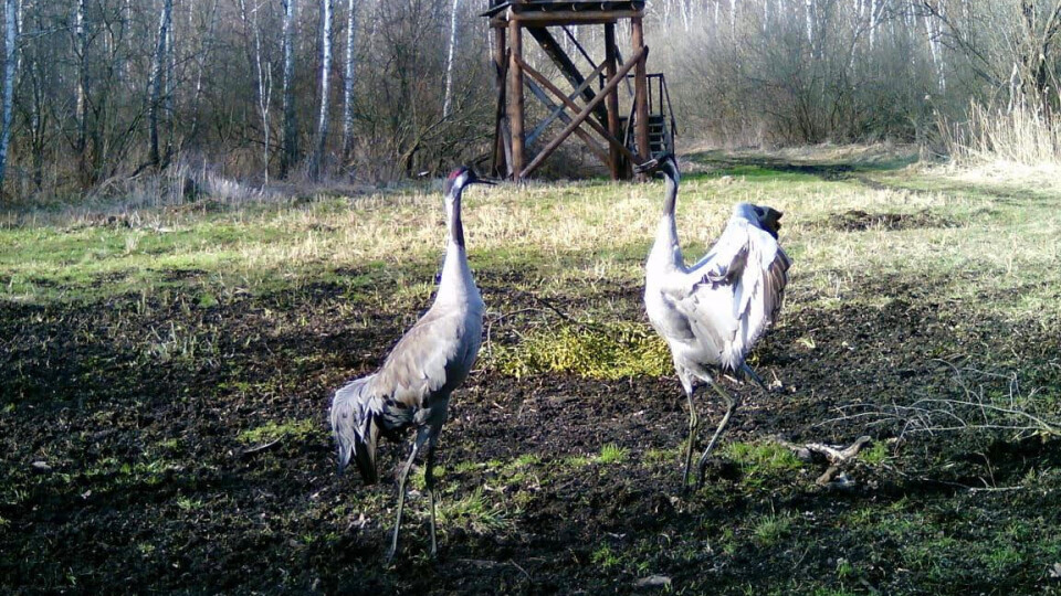 У звірівських лісах  фотопастка «упіймала»  червонокнижних сірих журавлів