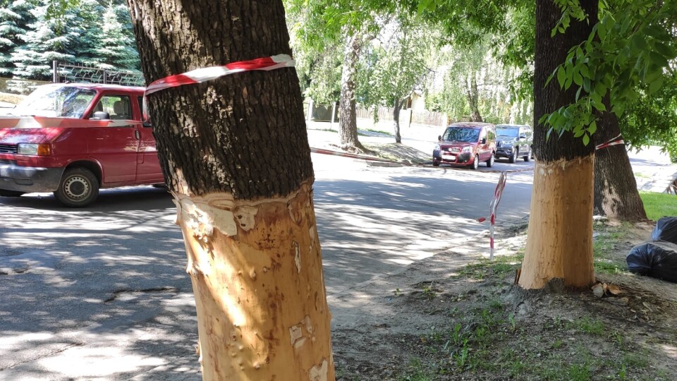 На одній з вулиць Луцька вандали зрізали кору з ясенів