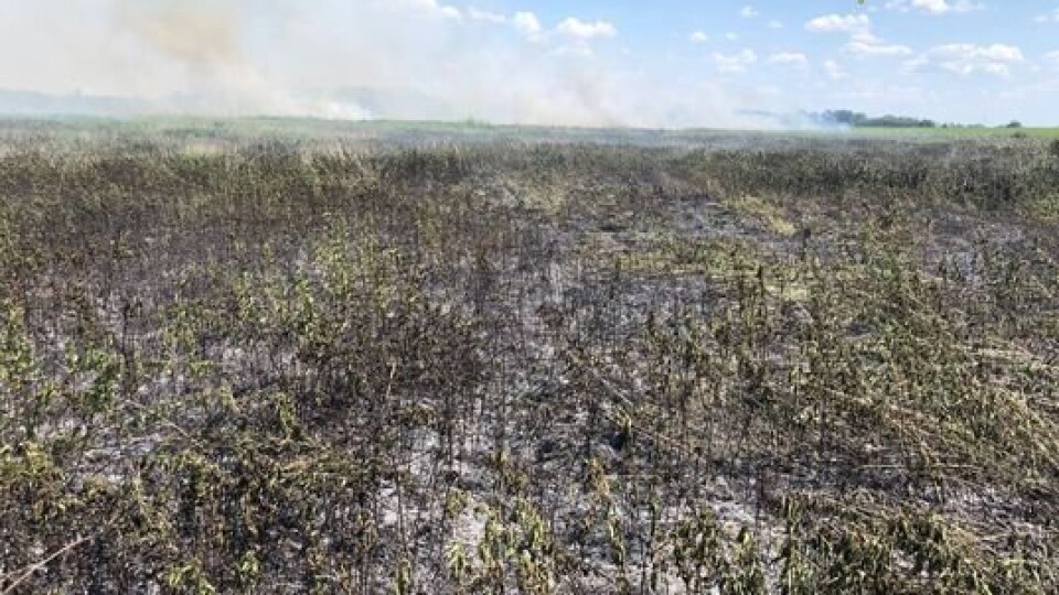 Вогонь охопив 2 гектари. На Волині горить торфовище