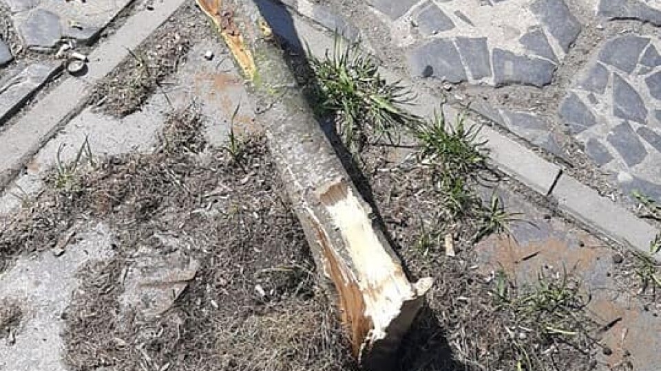 В центрі Луцька водійка зламала дерево і втекла. Відео