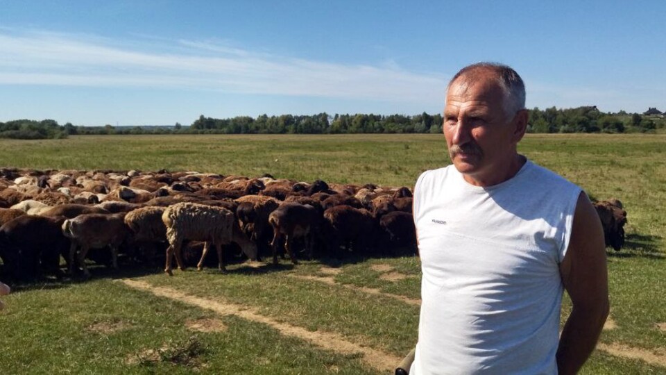 Більше сотні тварин загинули: вівчар пригнав з Донеччини на Волинь врятованих овець