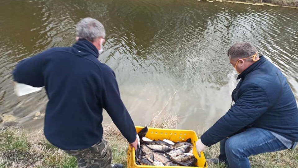 У водойми Центрального парку Луцька випустили 300 кілорамів риби