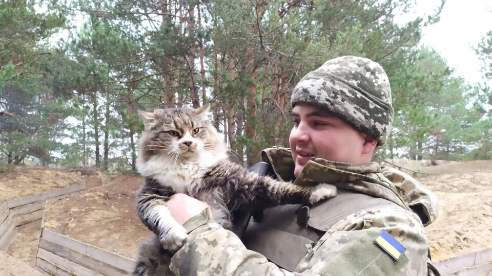 «На чолі з Дерибульбою»: у волинській теробороні формують новий котячий спецпідрозділ. ФОТО