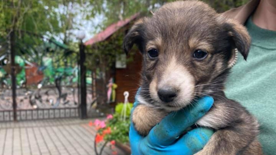 У Луцький зоопарк підкинули цуценят. Просять впізнати «героя»