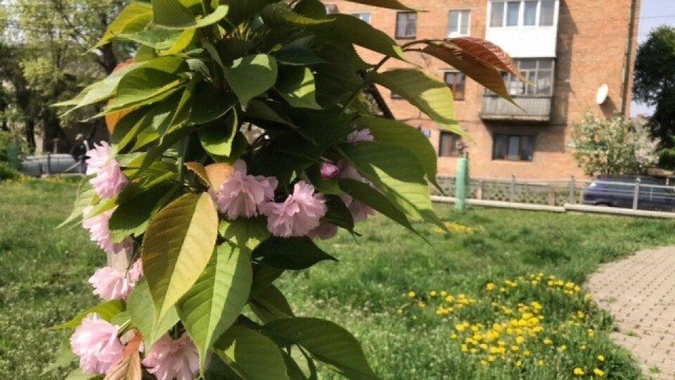 Ігор Поліщук проситиме ОДА не продавати землю під сквером із сакурами