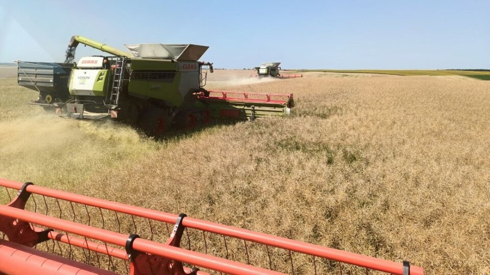 На Волині аграрії обмолотили 60% площ ріпаку