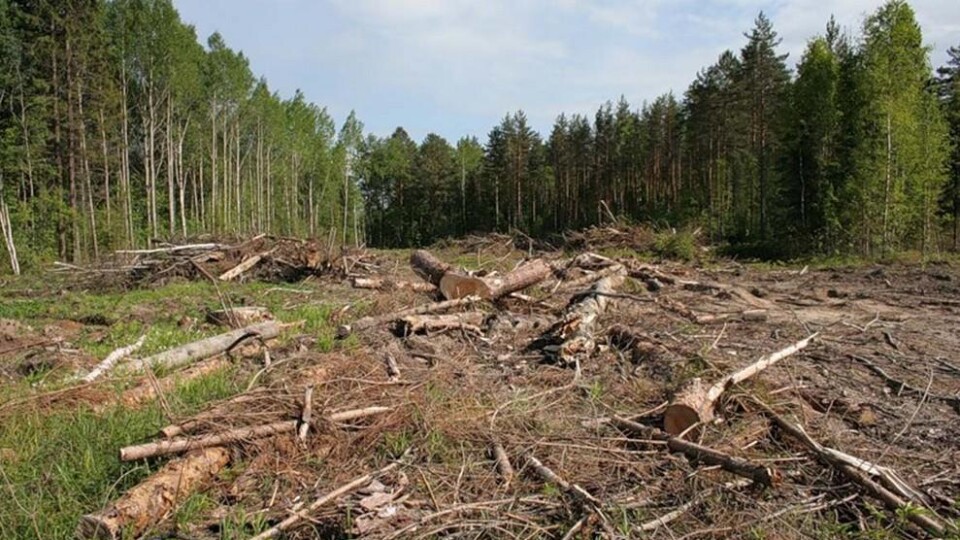 Шмигаль заявив, що в Україні садять більше лісів, ніж вирубують