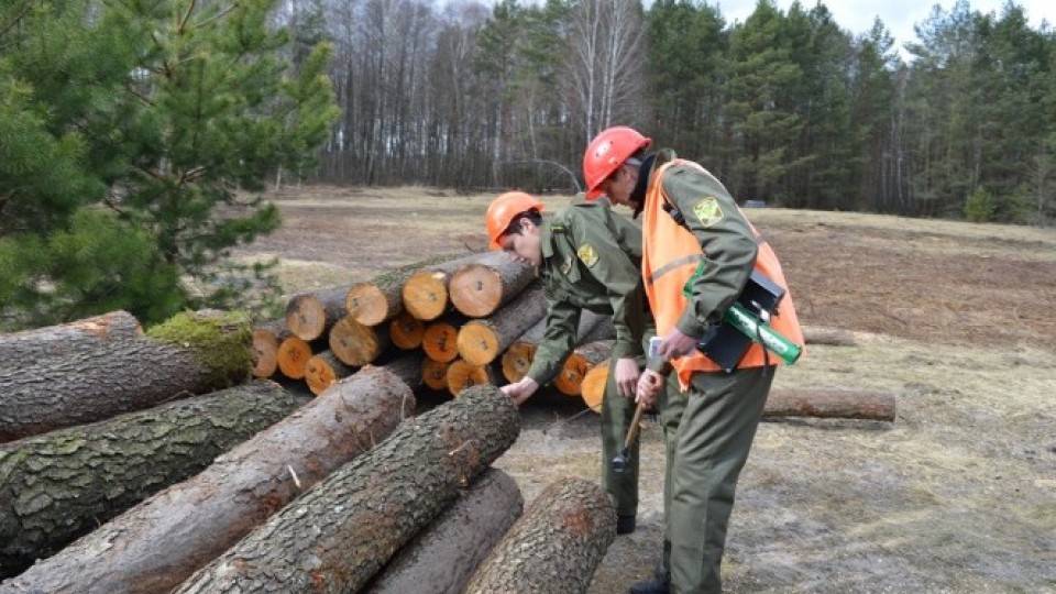 На безпеку волинські лісівники  торік  витратили майже 16 мільйонів гривень. ФОТО