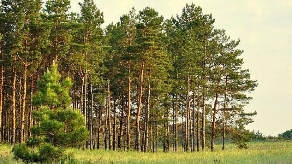 На Ковельщині людям заборонили ходити до лісу
