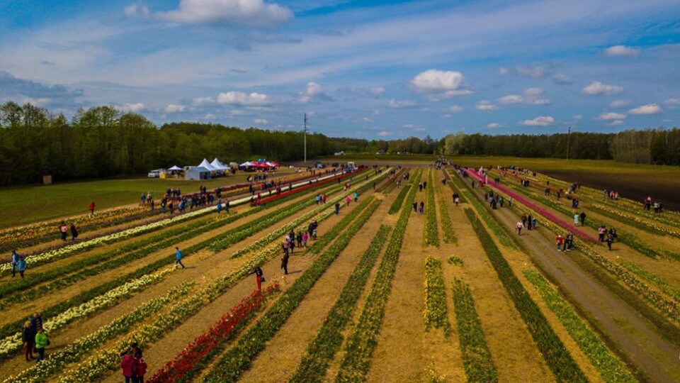 Як виглядав фестиваль тюльпанів  на Волині з  висоти