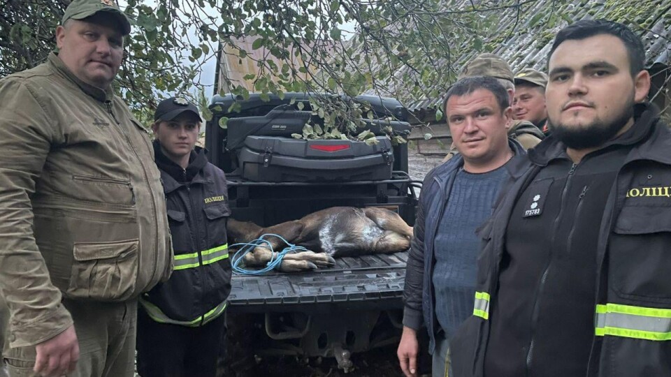 У Луцькому районі врятували пораненого лося