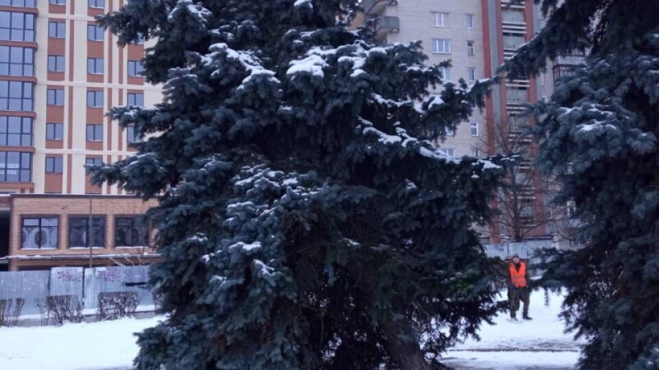 У Луцьку біля РАЦСу зрубали семиметрову ялинку. У мерії кажуть, що вона могла впасти