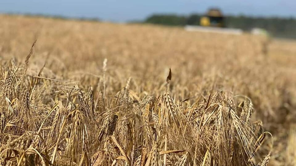 Збирають ріпак, ячмінь та пшеницю. На Волині розпочались жнива