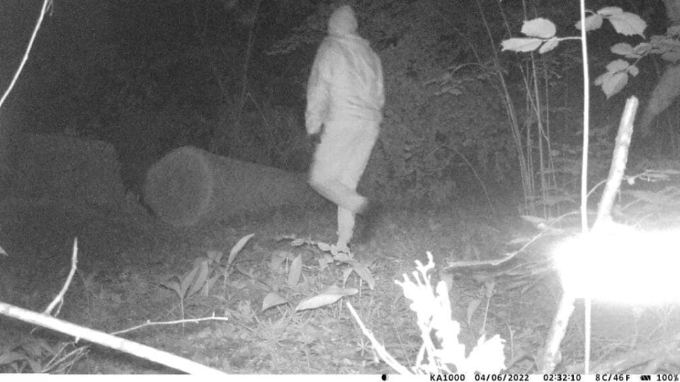 На Волині фотопастка зафіксувала дубокрадів на території природо-заповідного фонду