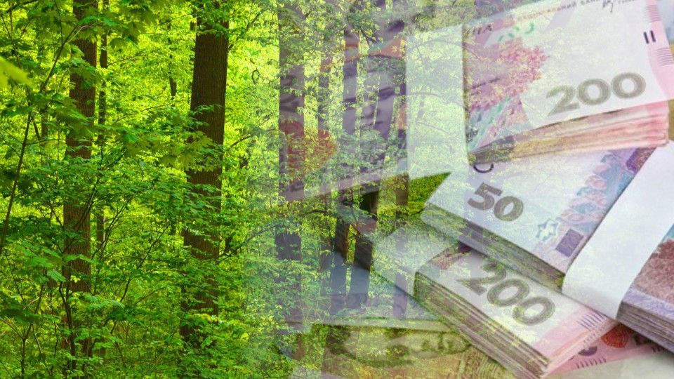 За рік волинські лісівники поповнили бюджети на 325 мільйонів. ВІДЕО