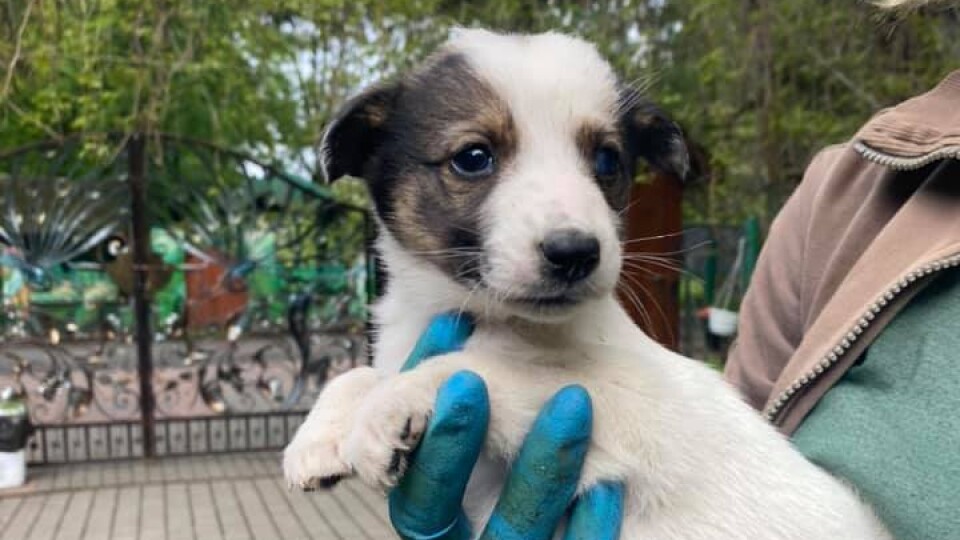 У Луцький зоопарк підкинули цуценят. Їм шукають дім