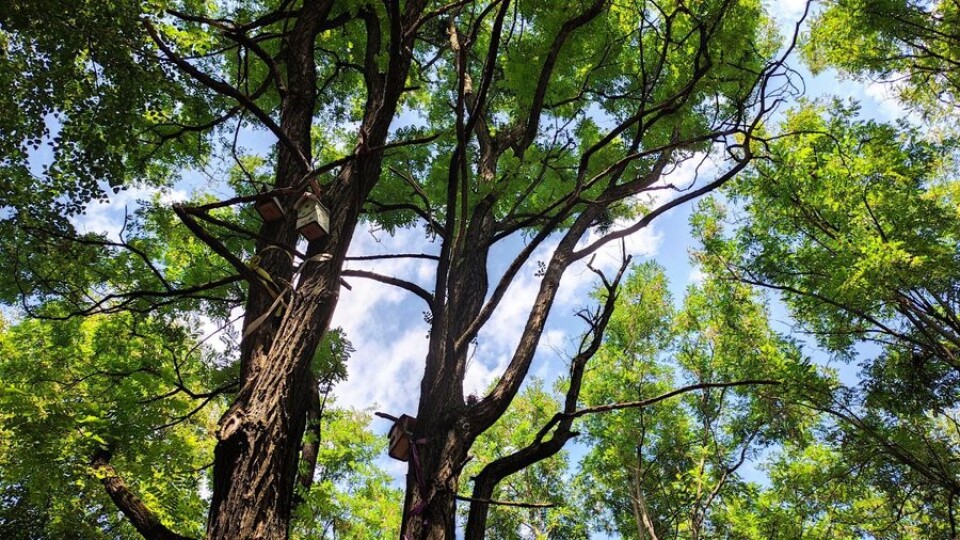 У Луцьку в сквері зрізають дерева: у чому причина