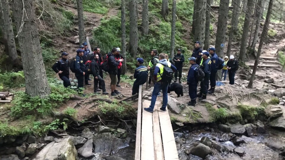 Другу добу шукають 6-річного хлопчика, який заблукав на Говерлі
