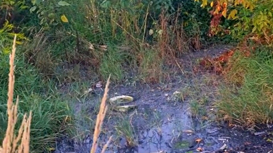 У Луцьку знайшли нове джерело смороду. «Луцькводоканал» каже, що це – просто аварія