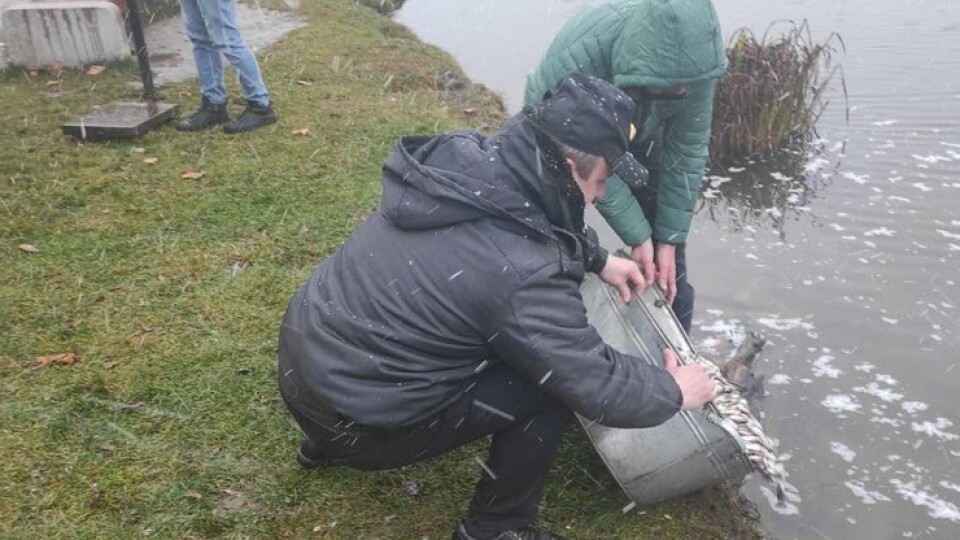 У Теремнівські ставки в Луцьку випустили 930 кілограмів карася
