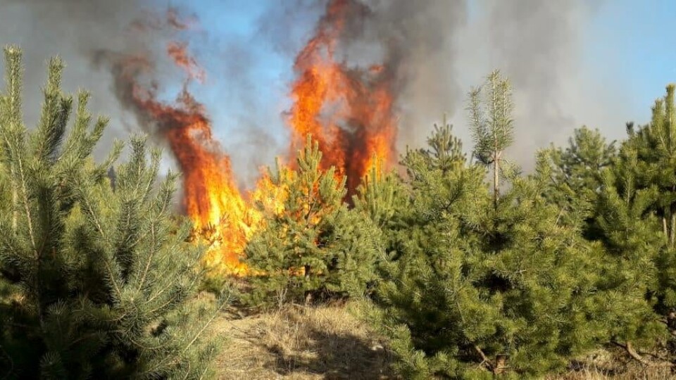 У Волинській області людям заборонили відвідувати ліси
