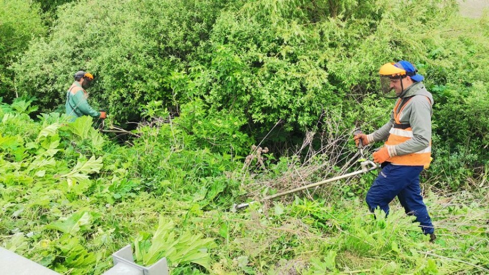 На Волині дорожники розчищають узбіччя від борщівника. ВІДЕО