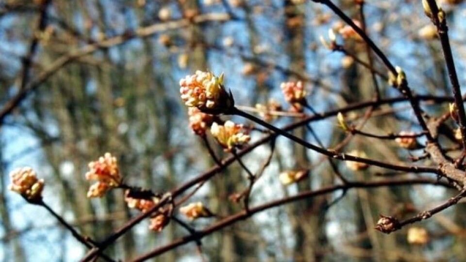 Заморозки у квітні і «бабине літо» у грудні. Прогноз від народного синоптика з Волині на 2020 рік