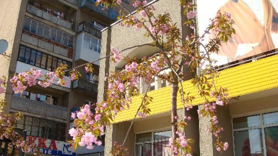 У Ковелі зацвіли сакури