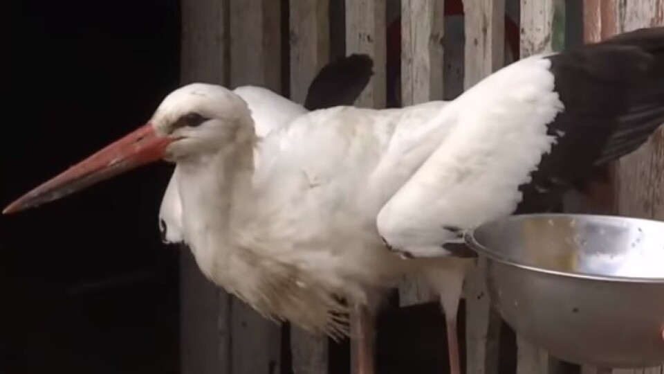 «Сумує за загиблим коханим»: в Луцький зоопарк привезли хвору лелеку