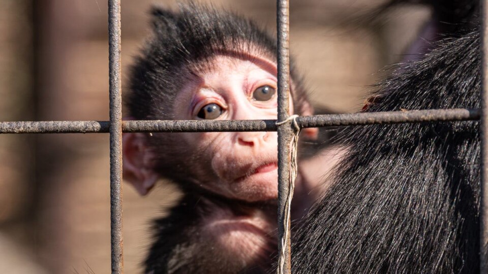 У Луцькому зоопарку народилося мавпеня. Його назвали Любарт