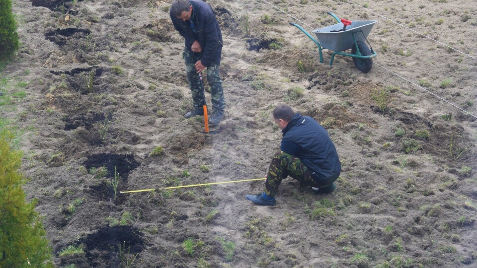 На Волині біля будівлі сільради висадили 200 кущів троянд