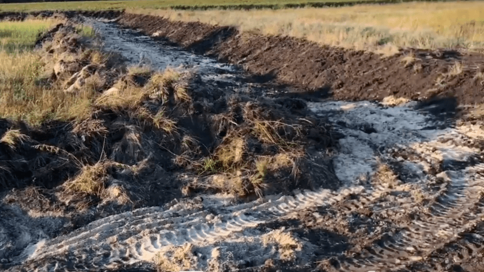 На Волині фермер  вивіз туші 30 свиней і викинув в полі. Чоловіка розшукують