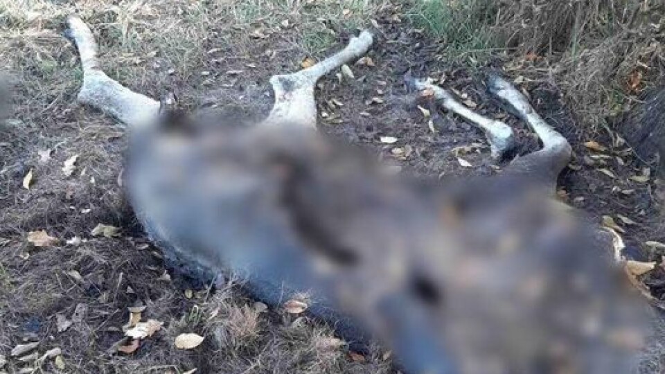 На Волині знайшли загиблого червонокнижного лося