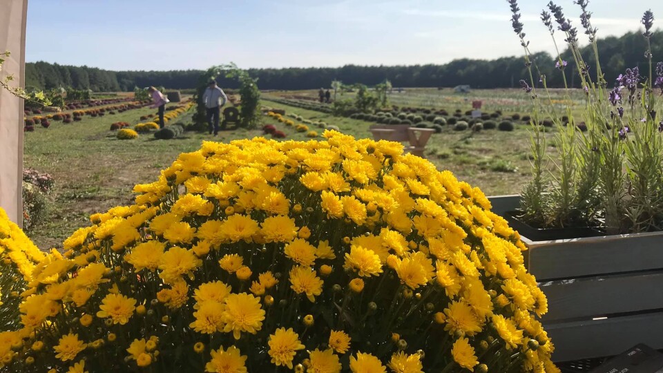 У Волинській Голландії у вихідні знову буде свято квітів