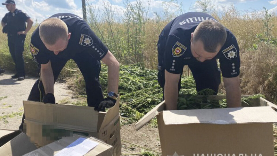 На околиці Рівного виявили конопляне поле площею 2 гектари
