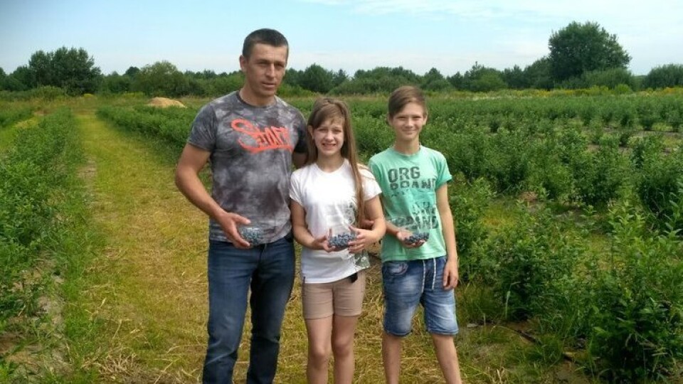 Плантації на батьківському паї. На Волині атовець зайнявся лохиновим бізнесом