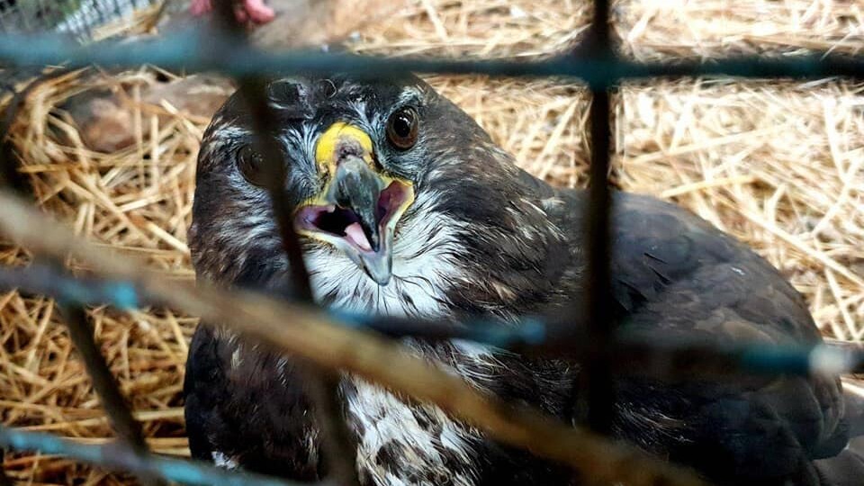 Розвідники підрозділу волинської 100 бригади ТрО ЗСУ врятували пораненого птаха (Фото)