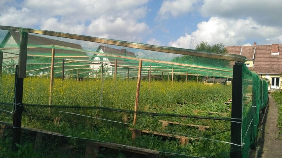 Колишня банкірка створила равликову ферму на Волині