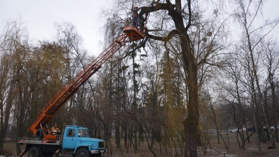 У Луцьку ріжуть дерева. Що треба про це знати, аби не було так боляче