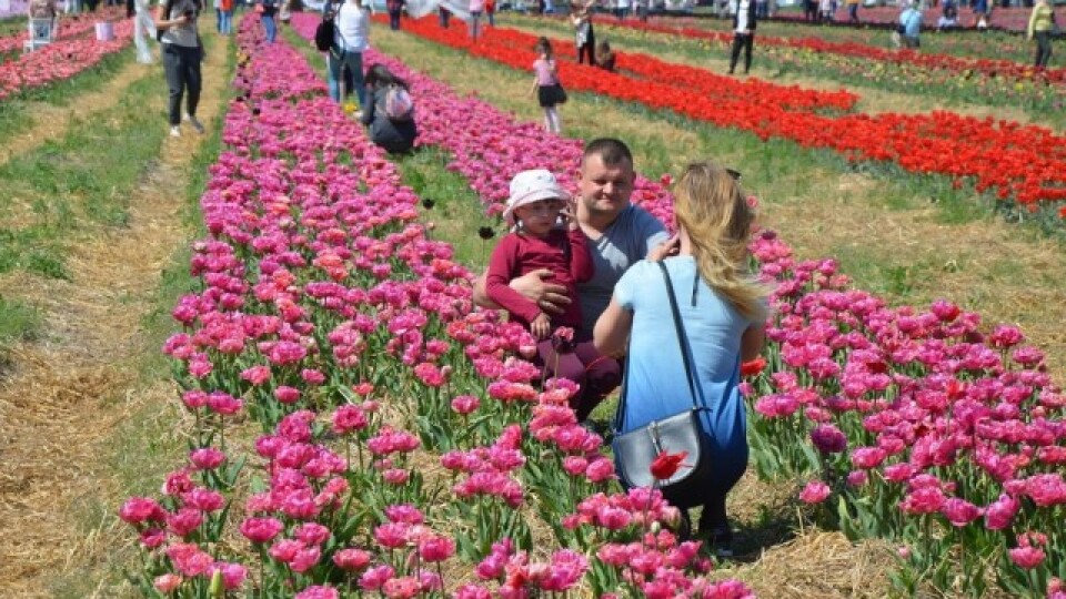 У «Волинську Голландію» приїхали сотні відвідувачів. Фестиваль працюватиме ще два дні
