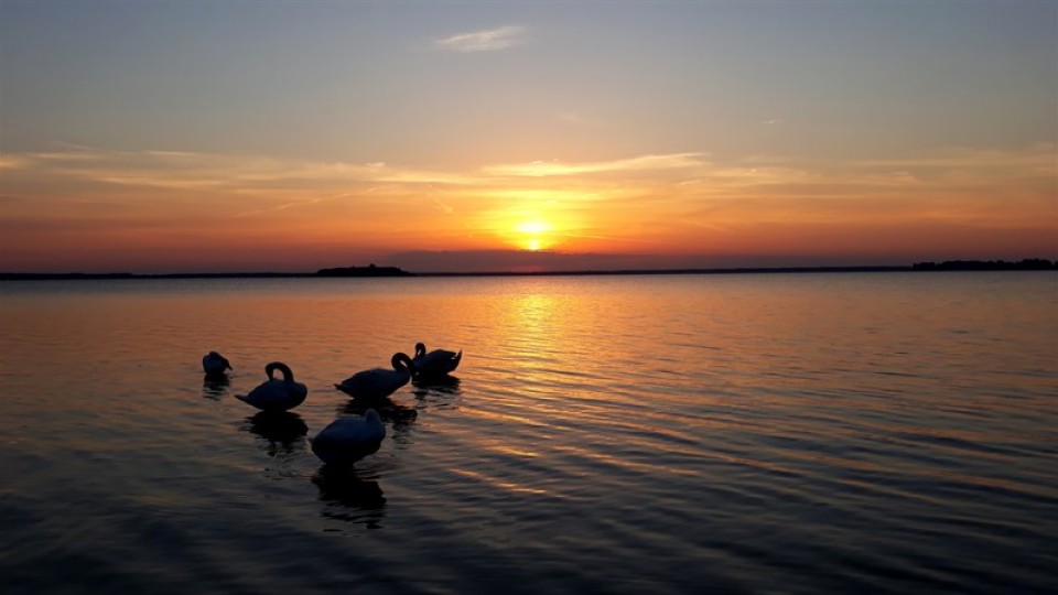 Прекрасні світязькі лебеді у променях західного сонця. ФОТО
